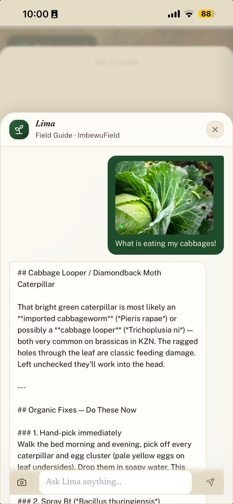 Lima presentation example of a photo question about damaged cabbage leaves