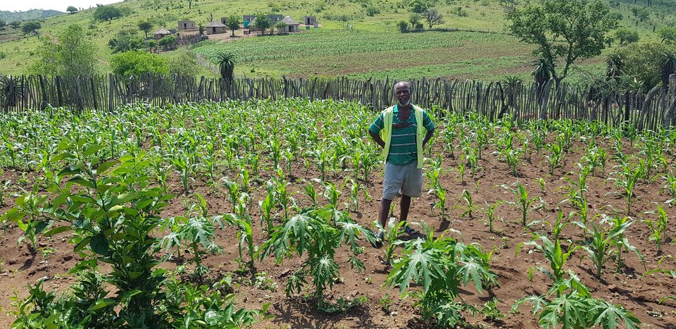 A local farmer in a diverse maize and fruit-tree garden at Sekane