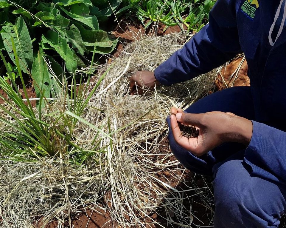 Hands sowing inoculated cover-crop seed beneath mulch
