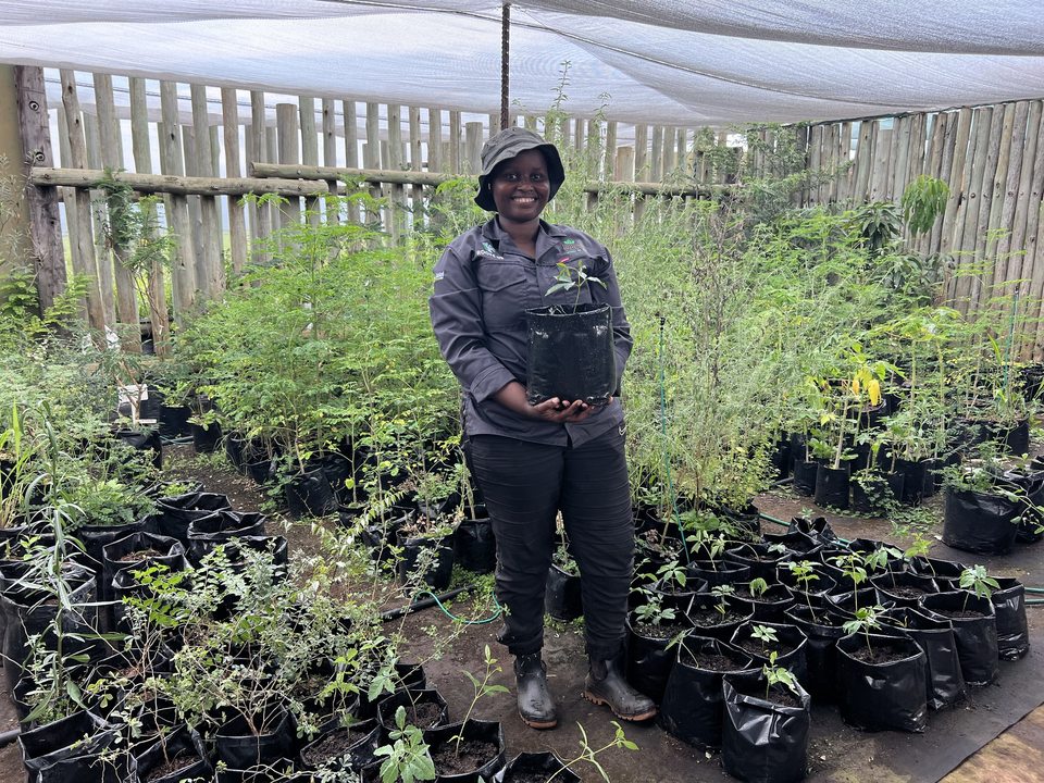 A Manyoni nursery facilitator holding a young tree among rows of propagated plants in December 2022