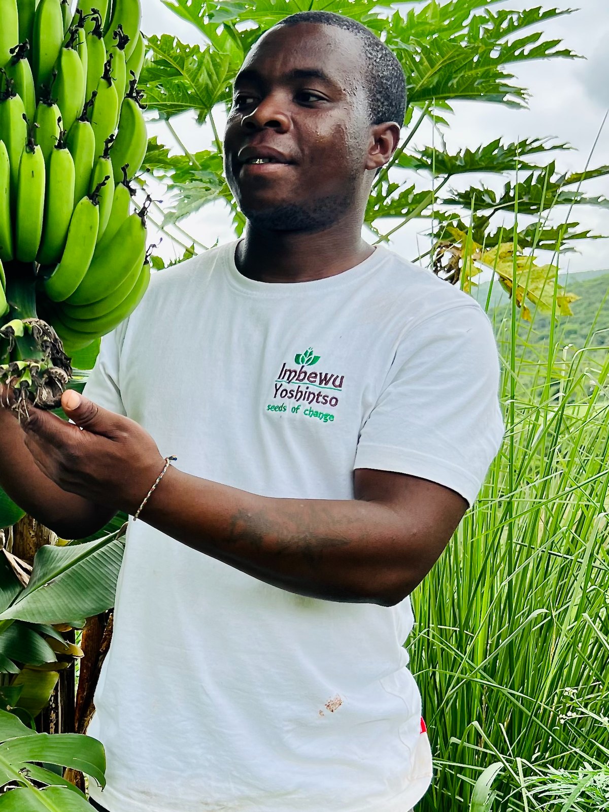 Zimisele Luthuli inspecting a banana bunch in the field